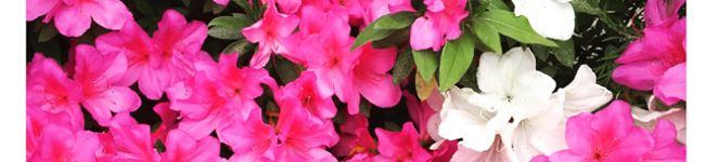na20707's header image