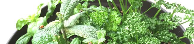 platycodon's header image