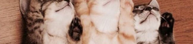 Suzune0w0's header image