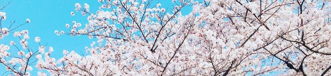 いちごうさぎ♡'s header image