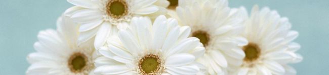 gumiduck's header image