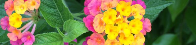 PTMAMA13's header image