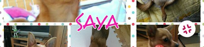 やまちゃんともちゃん's header image