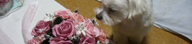 えりぞぅ's header image