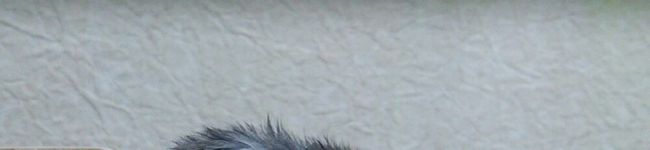 さとまりちゃん's header image