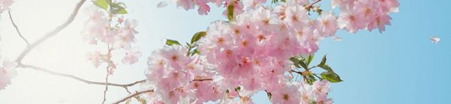 sakura49's header image