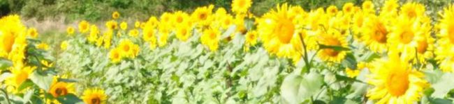咲成ママ's header image