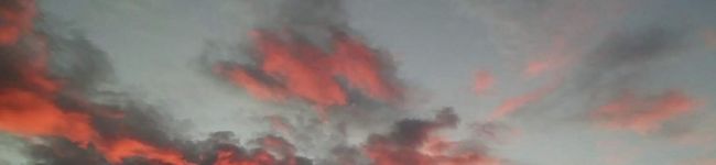 島のりんご's header image