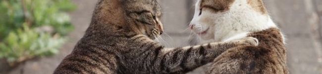 カフェの管理栄養士's header image