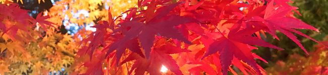 masa＊lk's header image