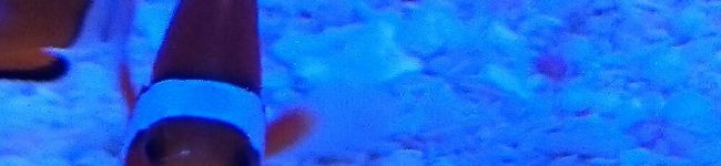 momonoki☆'s header image