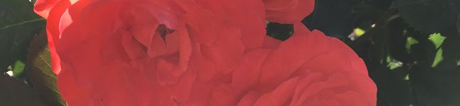 ulvli☆'s header image