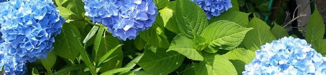 れあとママ's header image