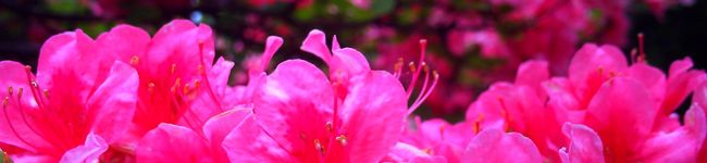 Ｆｒｅｙａ's header image