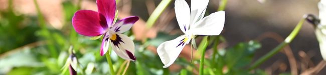 mint_'s header image