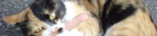あゃにゃんこ's header image