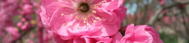 pandaimama's header image
