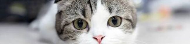ノラネコさん's header image