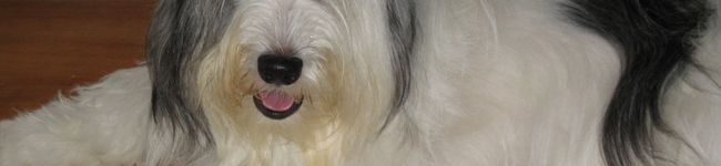 アズッチ's header image