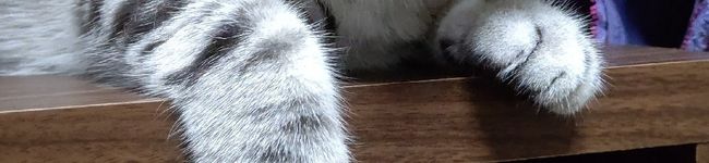 peiᗢᘏᓗ's header image