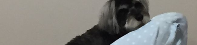 ニコ中's header image