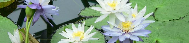 Melody_731's header image