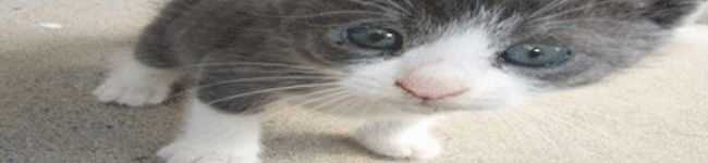 セナのママ's header image