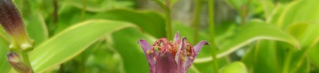 fum0719's header image