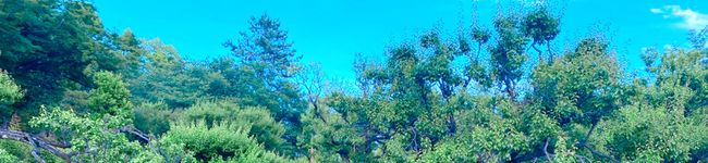 ★CanCook★'s header image