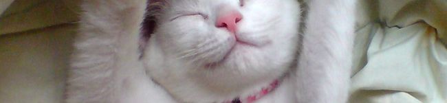 わはは猫's header image