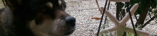 おれおれっち's header image