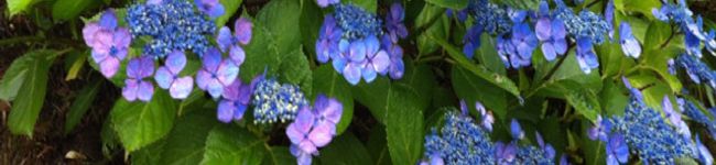 フクロウ525's header image