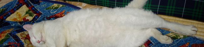 HAINE's header image