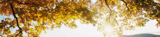 ririco*'s header image