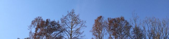 SIGUEL's header image