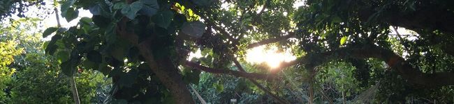5252icchi's header image