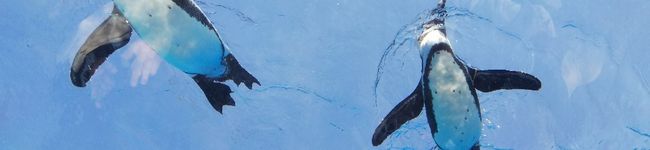 mayakon♪'s header image