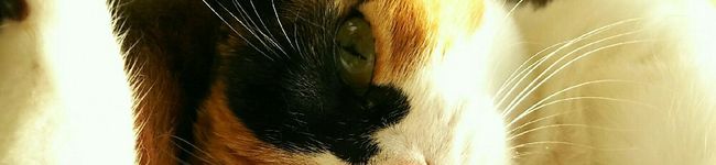mikanmom's header image