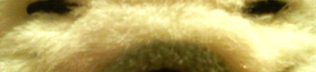 玉ゴマ's header image