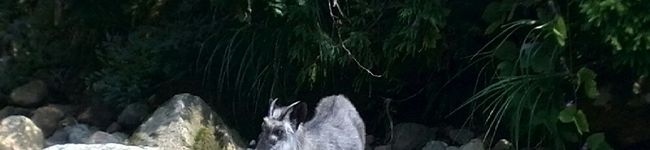 ST5218's header image
