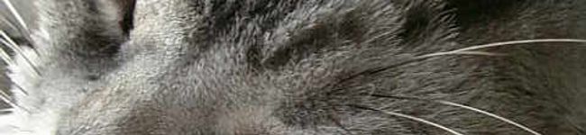 TomNekoCat's header image