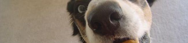 がぶにゃー's header image