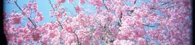 yu-k913's header image