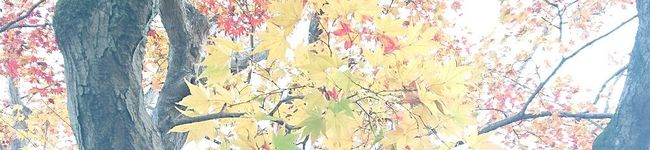 主婦りぃ☆'s header image