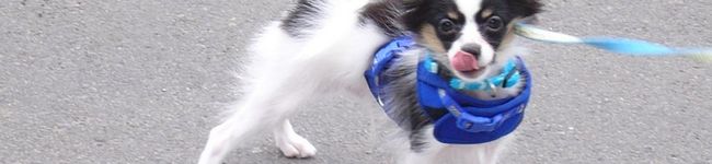 pachico's header image