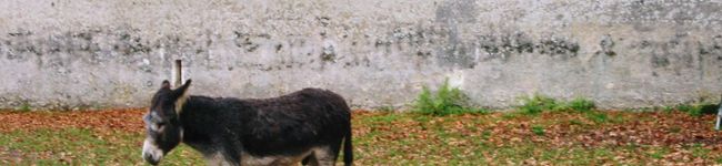 ふらうあーり's header image