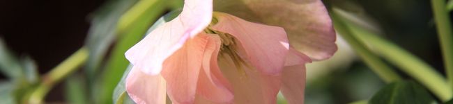 koba070602's header image