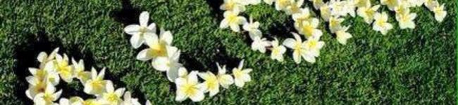 Emma☆NZ☆'s header image