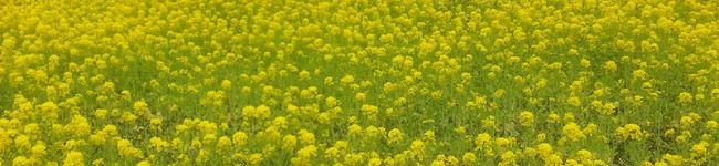 あすかばんキッチン's header image