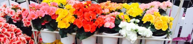 tommtomm's header image